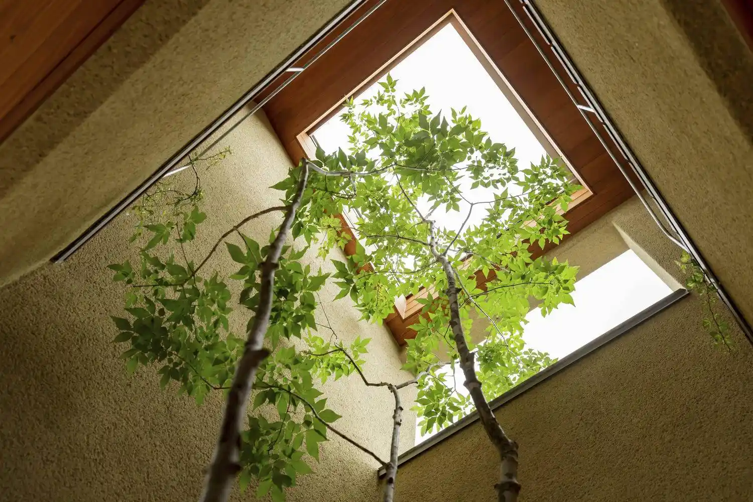 Giếng trời kết hợp với cây xanh là nét hiện đại được kiến trúc sư mang vào trong Shoei House 